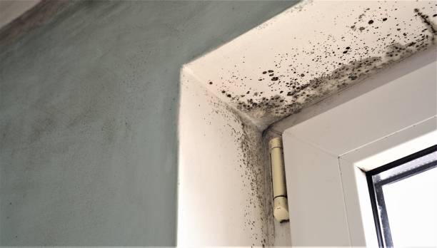 Best Basement Mold Removal  in Mantua, VA