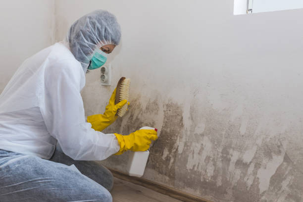 Best Environmental Consulting for Mold Prevention  in Mantua, VA