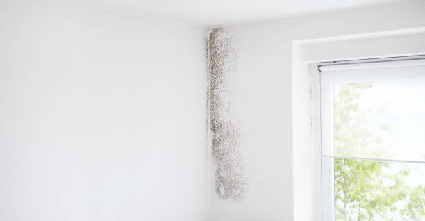 Best Mold Prevention Services  in Mantua, VA